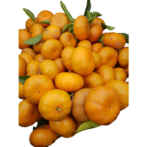 Cam Đài Xuyên - Cam giấy 